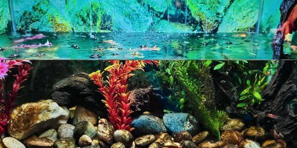 Aquarium mit Korallen und bunten Fischen – Aquarium-Umzug Worms
