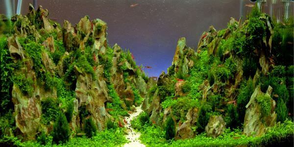 Aquarium mit Felslandschaft und Pflanzen – Umzug mit Aquarium in Worms