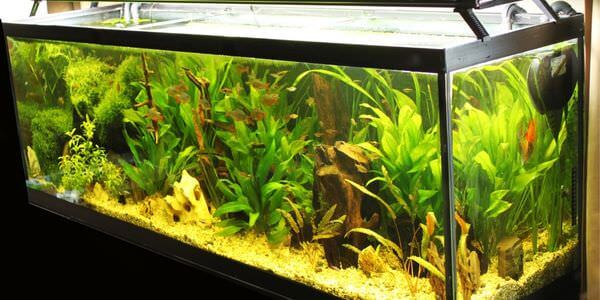 Aquarium-Umzug Worms: Längliches Aquarium mit grünen Wasserpflanzen