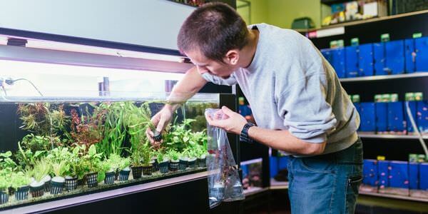 Mann versorgt Aquarienpflanzen vor einem Aquarienregal – Umzug mit Aquarium in Worms